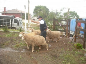 Chegada dos animais da cabanha Santa Angela